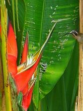 Long-billed Hermit
